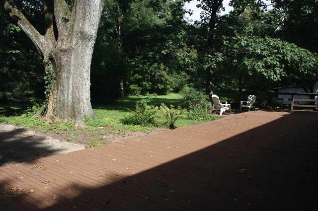 Elm Tree & Back Deck